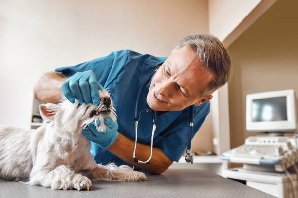Best Emergency Dentist for Knocked-Out Tooth in Hereford, TX